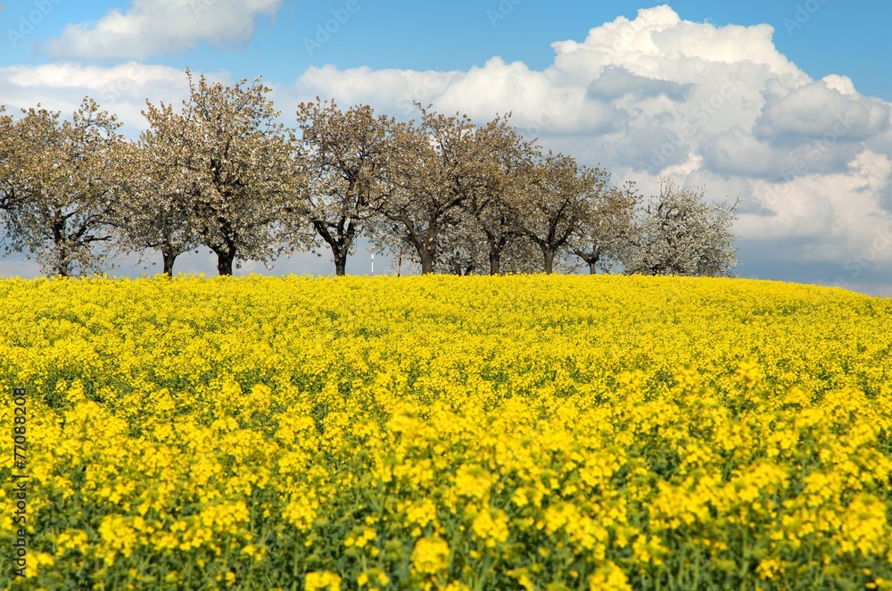 field of rapeseed with beautiful cloud