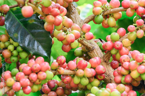 espresso beans on tree at brazil