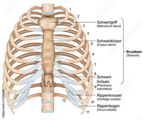 anatomie brustkorb, rippen mit beschreibung deutsch, latain