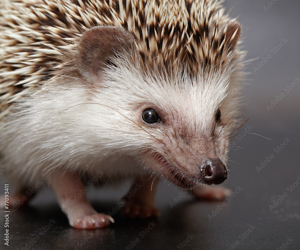 Angry hedgehog looks at you Angry hedgehog looks at you