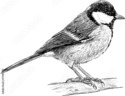 titmouse