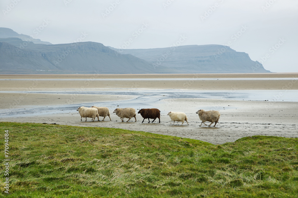 Obraz premium Raudisandur in Westfjords of Iceland