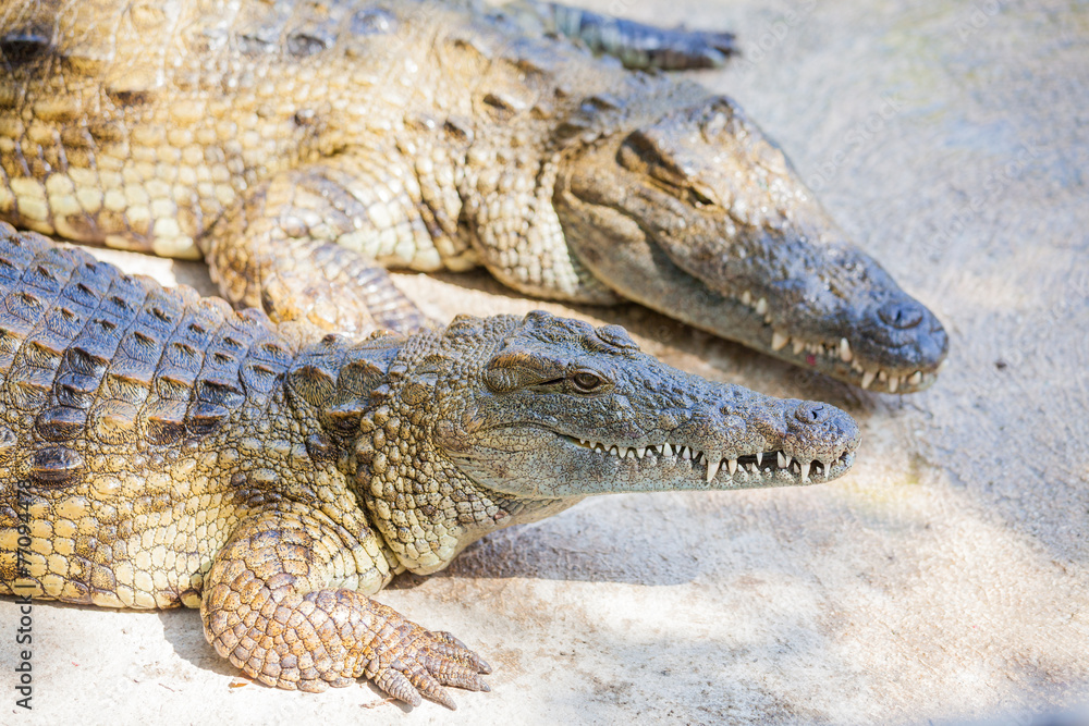 Obraz premium Crocodiles in a farm