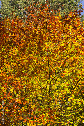 beech in autumn