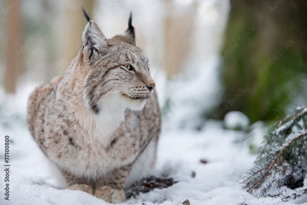 Fototapeta premium Lynx in Snow