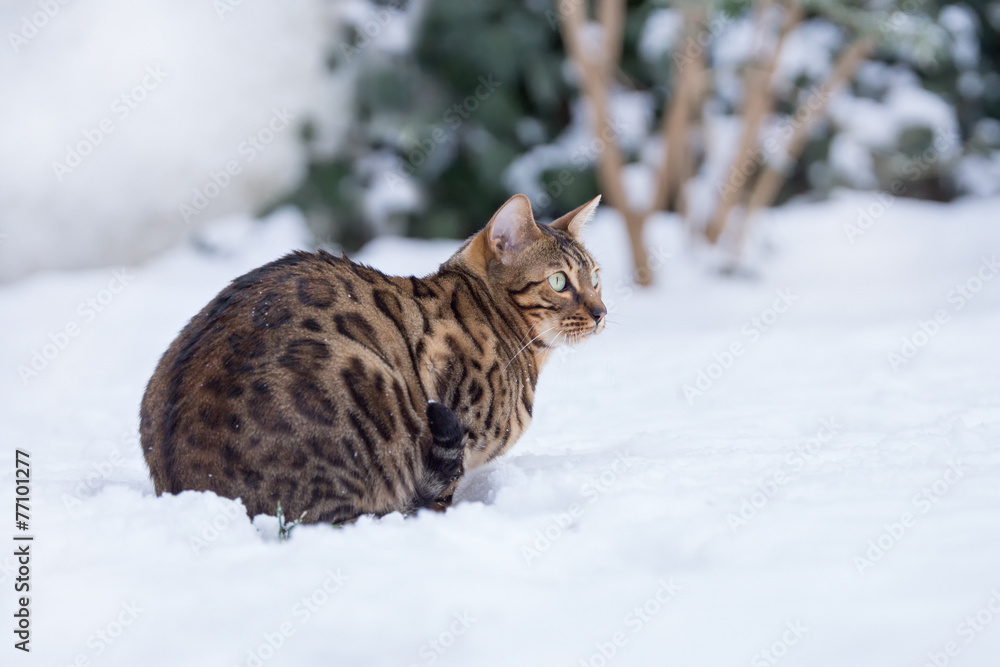 Bengal Cat in Snow
