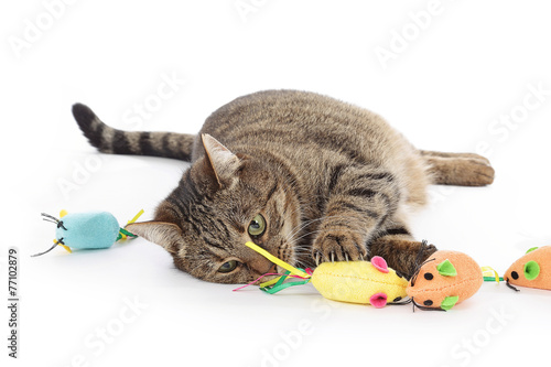 chat jouant avec souris © mariesacha