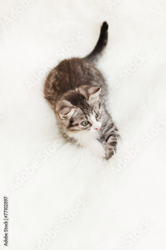 nice kitten © Maksim Shebeko