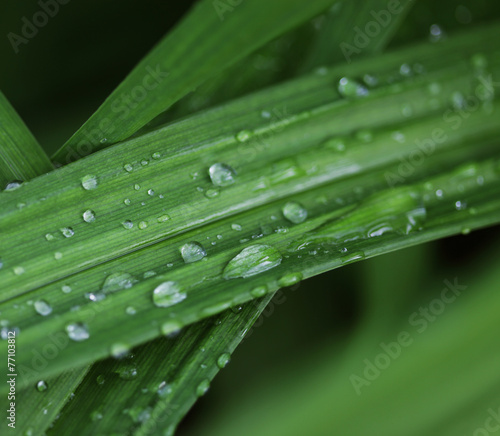 green grass with water droplet in sunshine