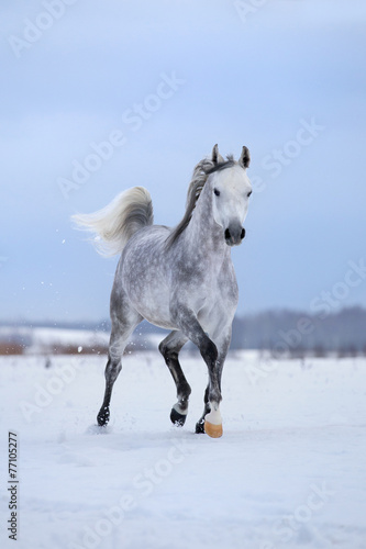Arabian gray horse runs on snow field.