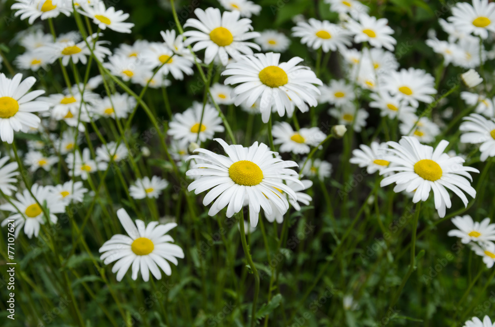 Fototapeta premium white daisy flowers