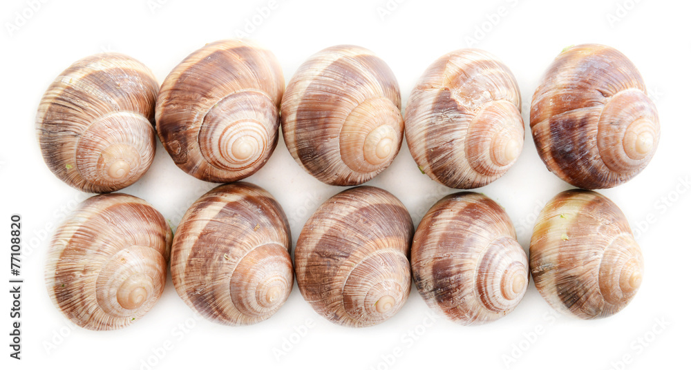 Snails isolated on white Snails isolated on white