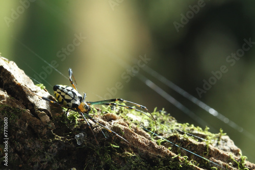 yellow-black spider in her spiderweb © chanjaok1