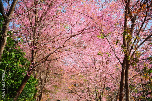 Wallpaper Mural Pink Sakura Flowers in Springtime Torontodigital.ca