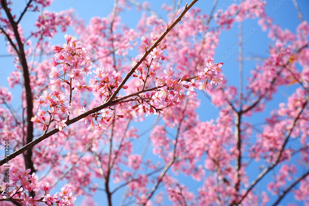Pink Sakura Flowers in Springtime Pink Sakura Flowers in Springtime