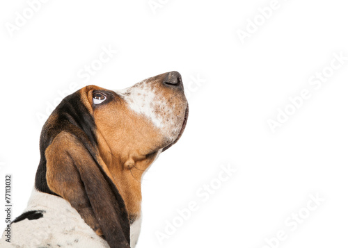 Basset Hound Dog Looking Up Closeup