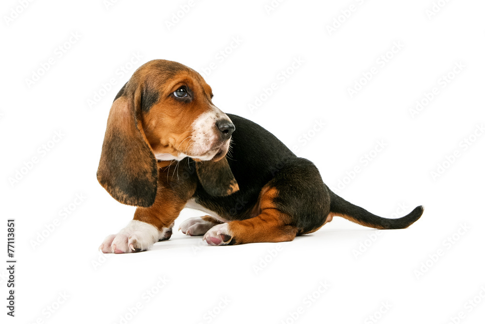 Basset Hound Puppy Looking Back