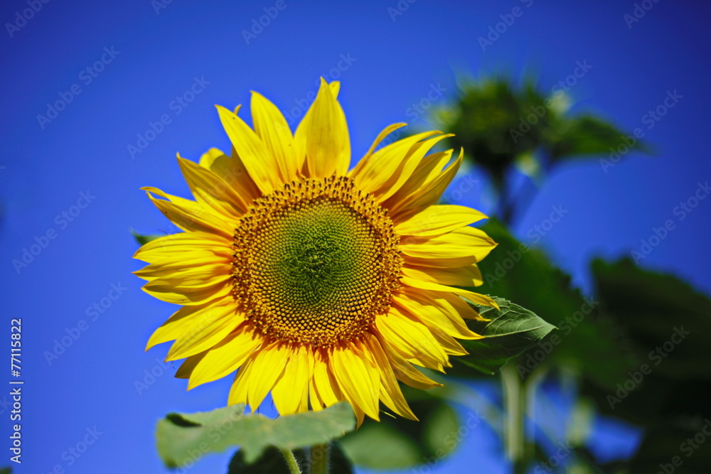 sunflower joy happiness