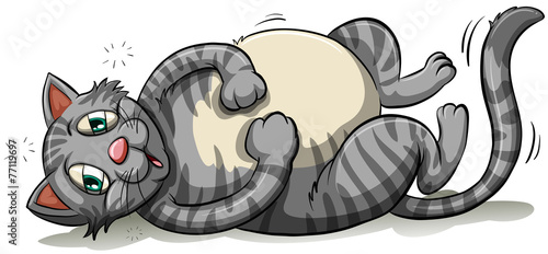 A fat gray cat