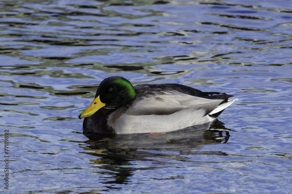 Mallard Duck Mallard Duck