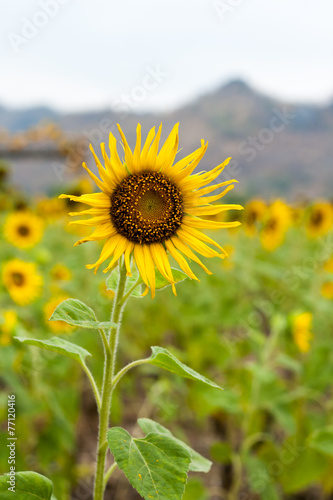 Sunflower in the field   