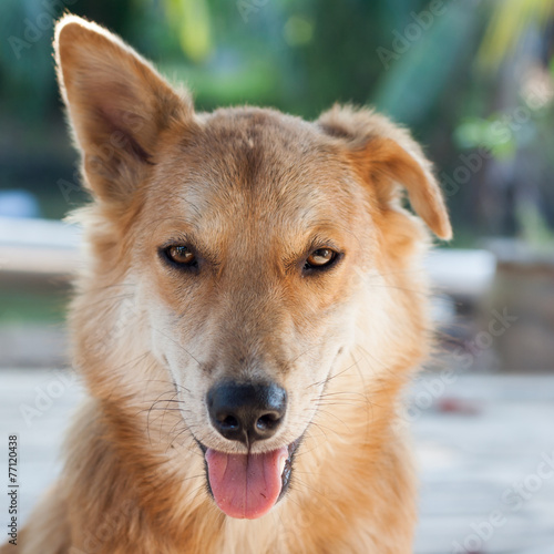 Close up thai dog