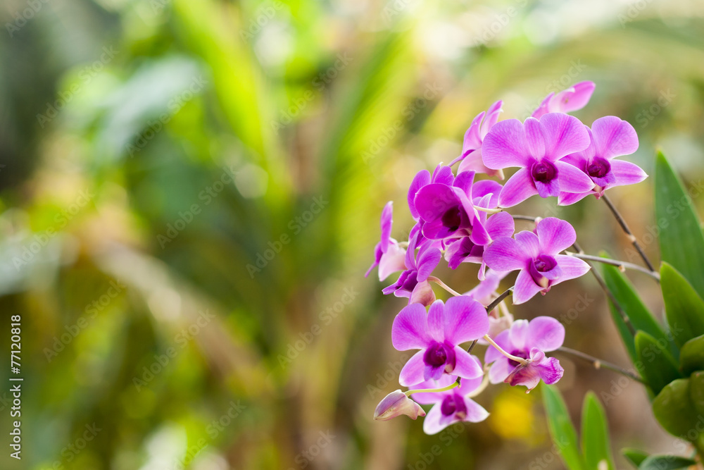 Purple orchid flower, selective focus with blur background
Purple orchid flower, selective focus with blur background