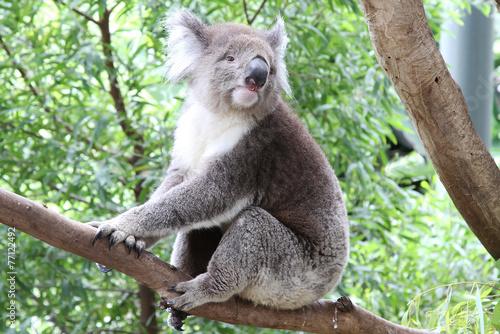 Fototapeta Naklejka Na Ścianę i Meble -  Wild Koala Bear in Australia