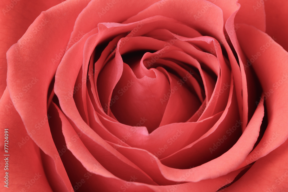 beautiful macro photo of rose rose beautiful macro photo of rose rose