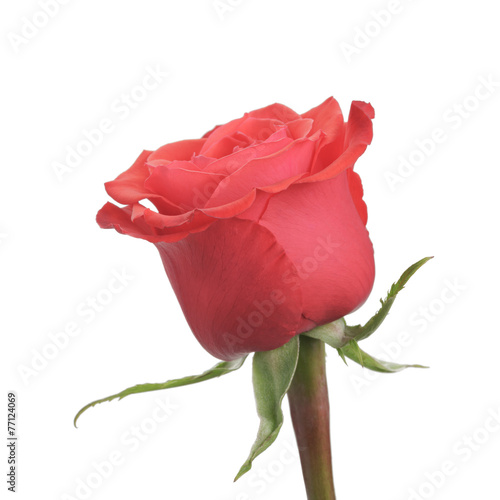 Single rose rose isolated on white background