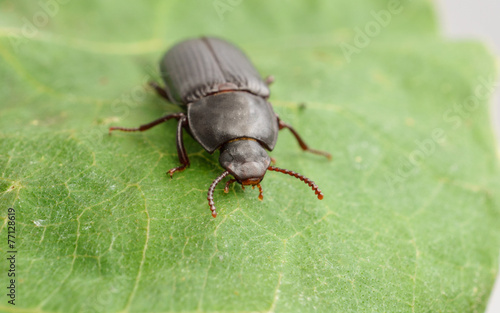 A macro of a Mealworm Beetle