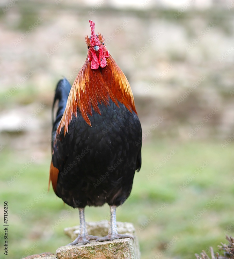 big cock with the Red crest on top of the stone