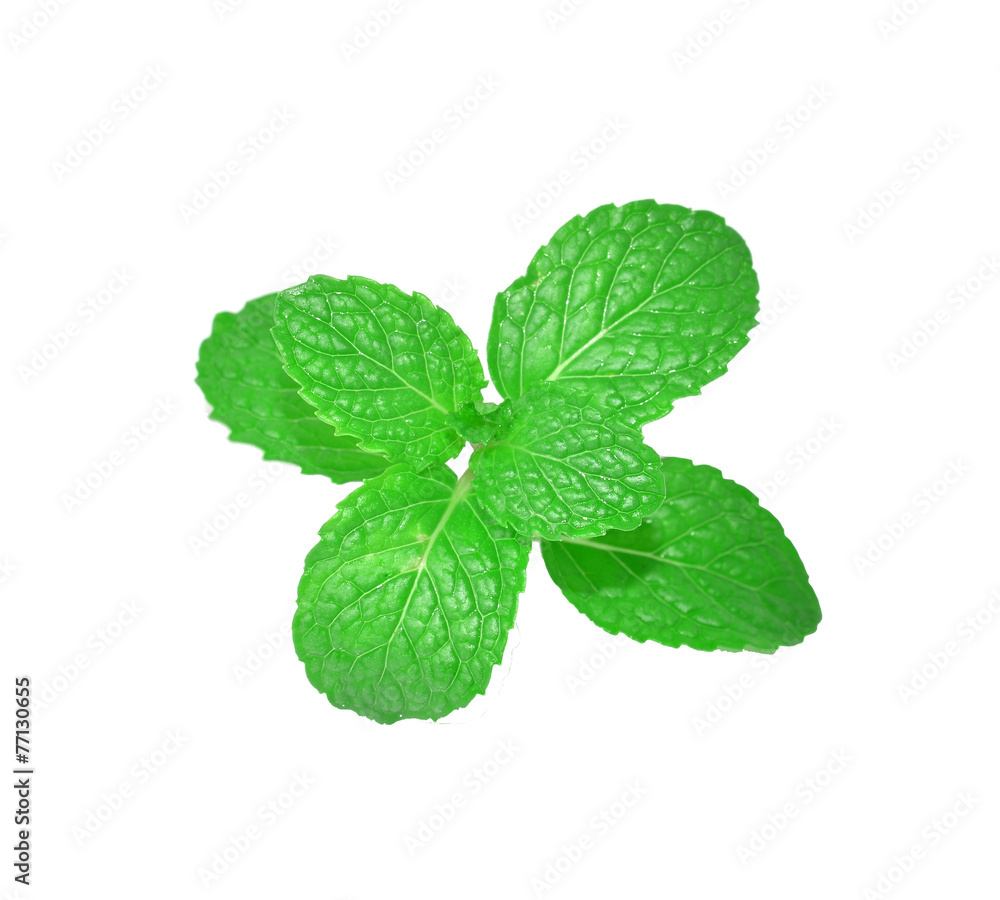 Mint leaves with white background Mint leaves with white background