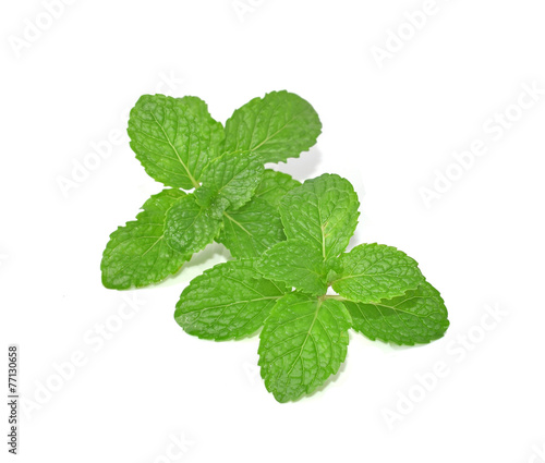 Mint leaves with white background
