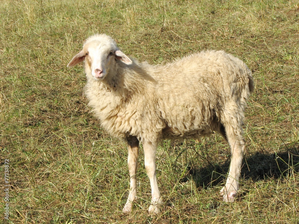 Obraz premium white sheep pasturing in autumn