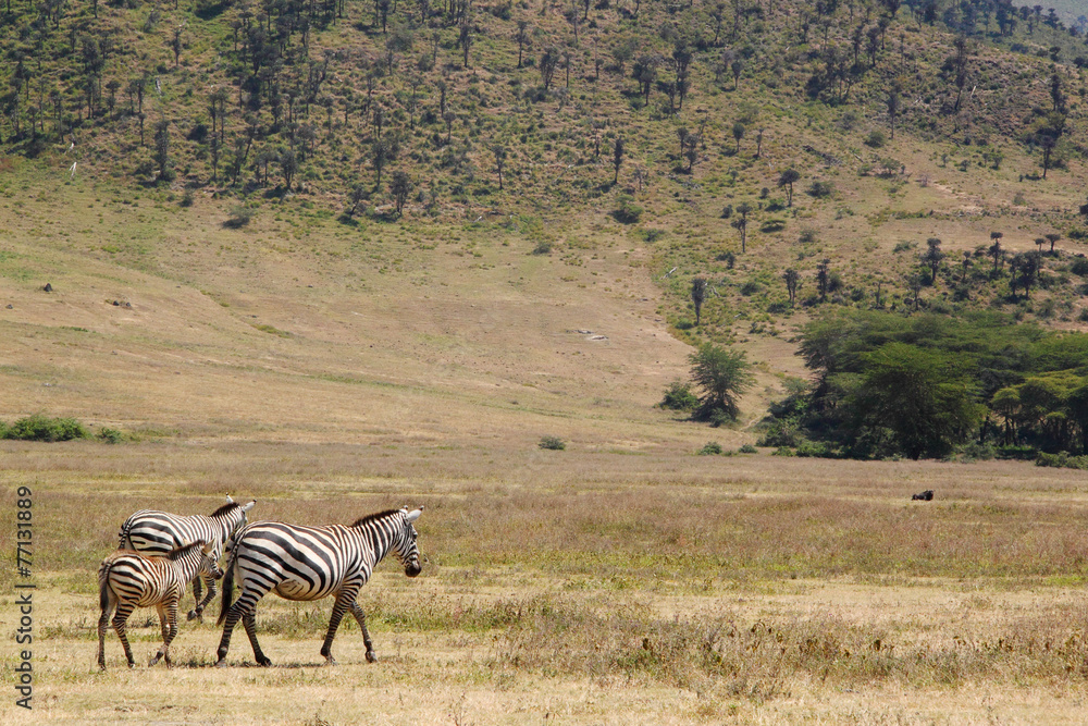 Fototapeta premium Family common zebras in Ngorongoro