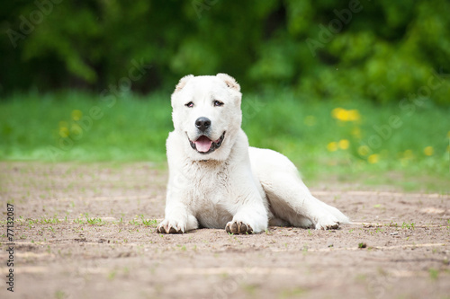 Central asian shepherd dog