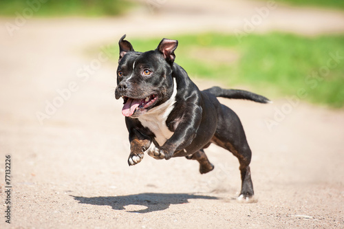 Happy staffordshire bull terrier running