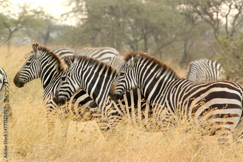 Common zebras in savannah