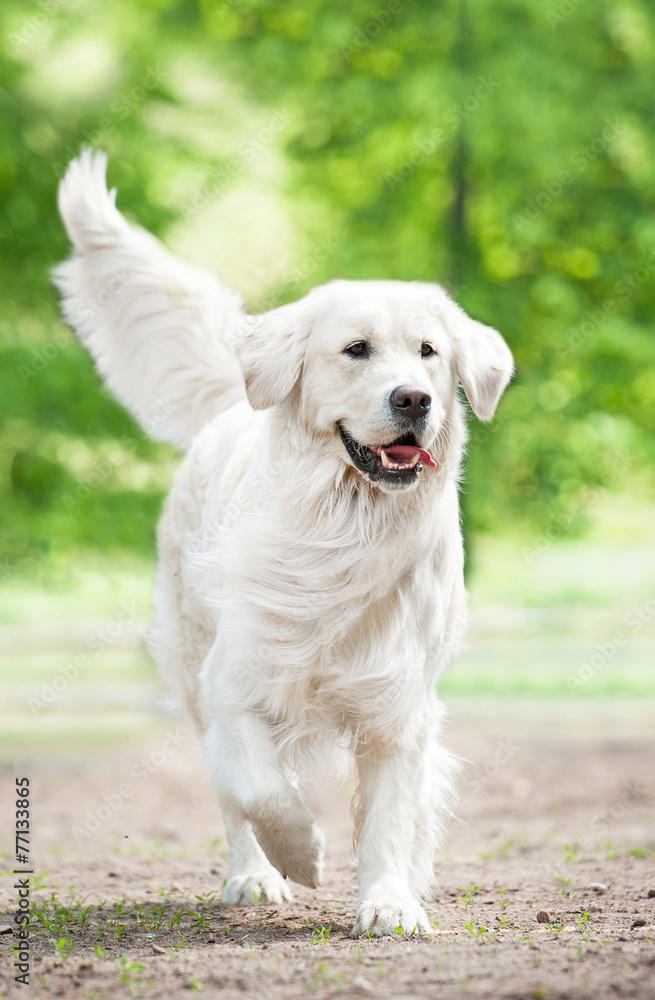 Beautiful golden retriever running Beautiful golden retriever running