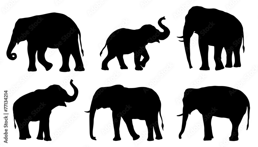 Fototapeta sylwetki słonia
