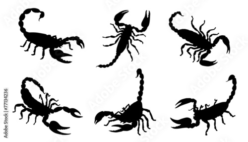 scorpion silhouettes photo