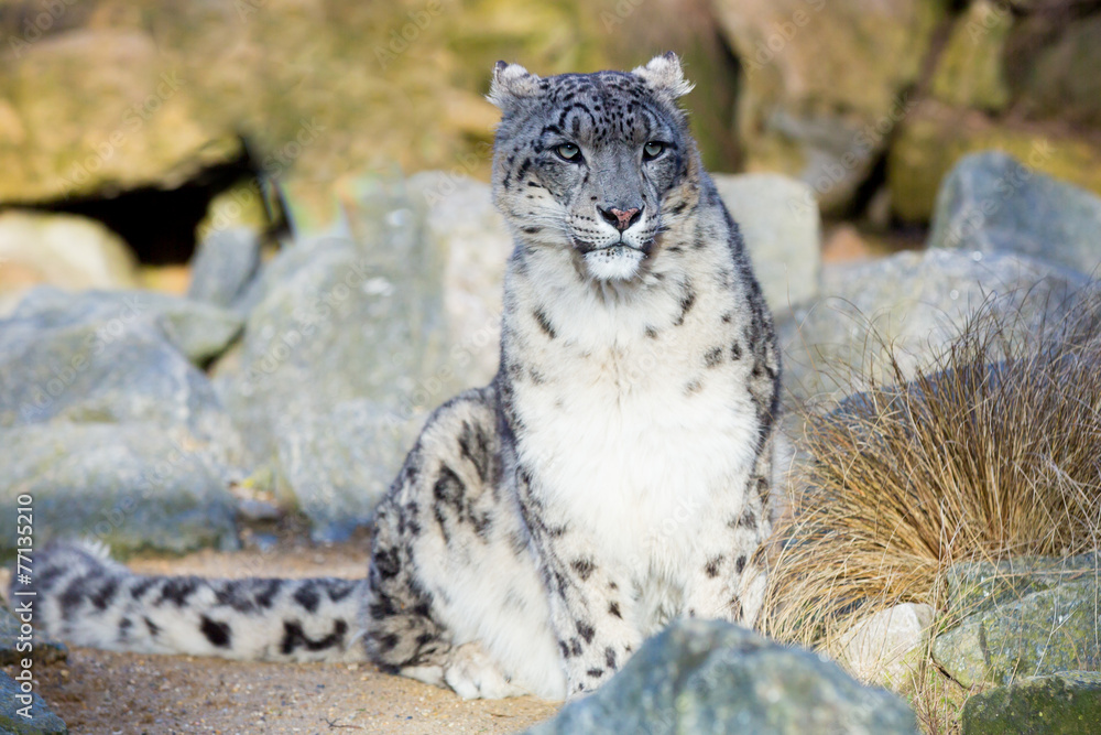 Naklejka premium Snow leopard