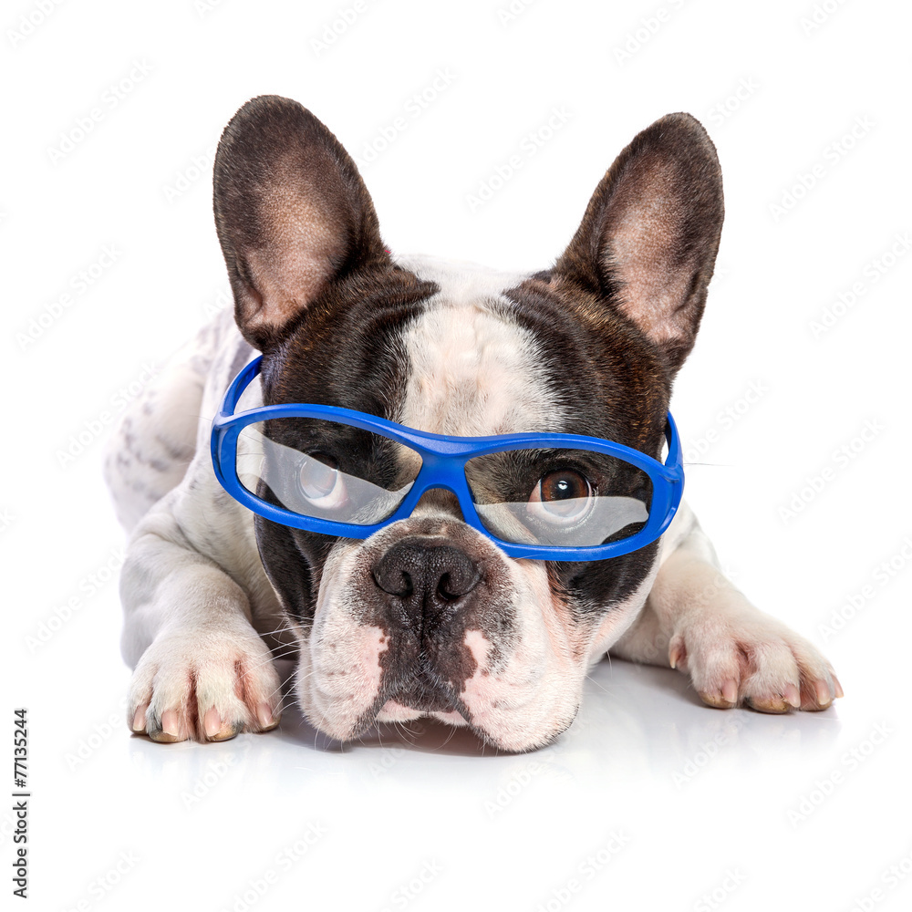 French bulldog in blue glasses isolated on white background