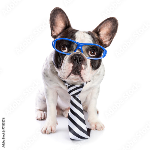 Fototapeta Naklejka Na Ścianę i Meble -  French bulldog in blue glasses and tie isolated on white