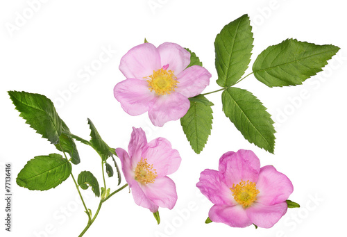 three isolated pink brier flowers with green leaves