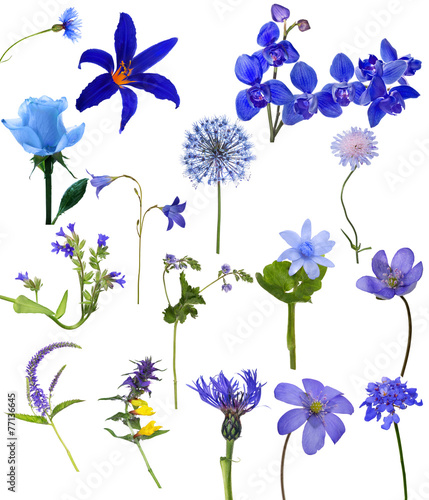 Fototapeta Naklejka Na Ścianę i Meble -  sixteen blue flowers collection