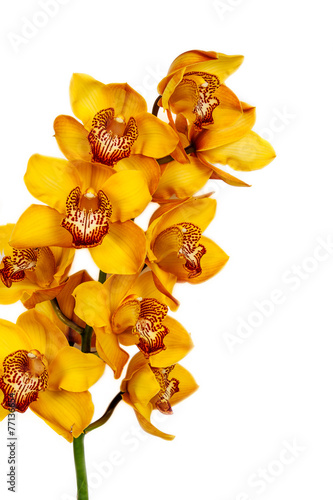 Fototapeta Naklejka Na Ścianę i Meble -  yellow orchid