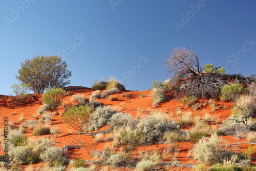 Australian outback