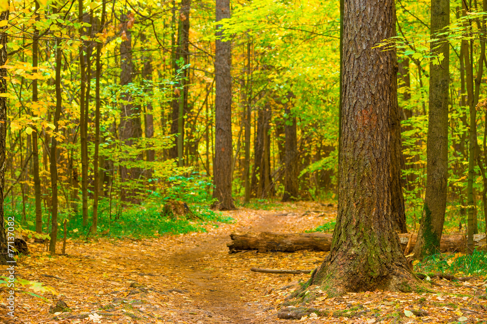 log on the path in the autumn forest